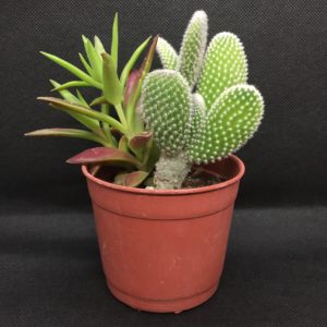 Mix de Cactus y Suculenta